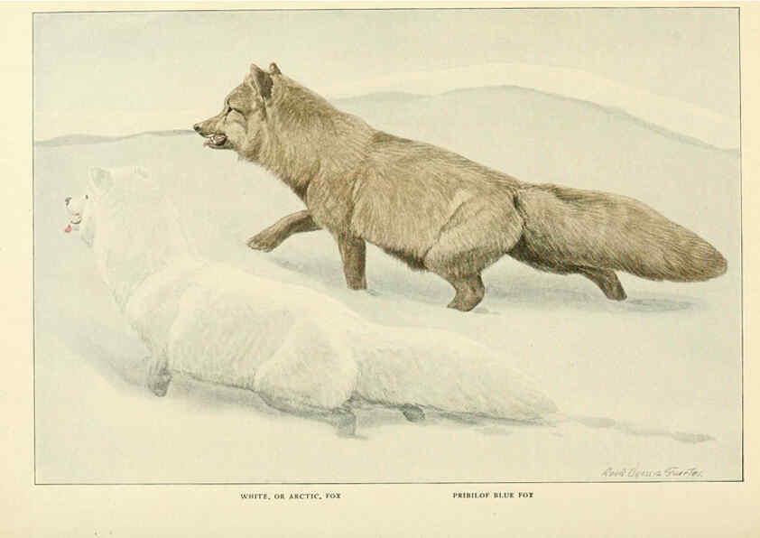 Reproducción/Reproduction 6216706317: Wild animals of North America Washington, D.C.,The National geographical society[c1918] 