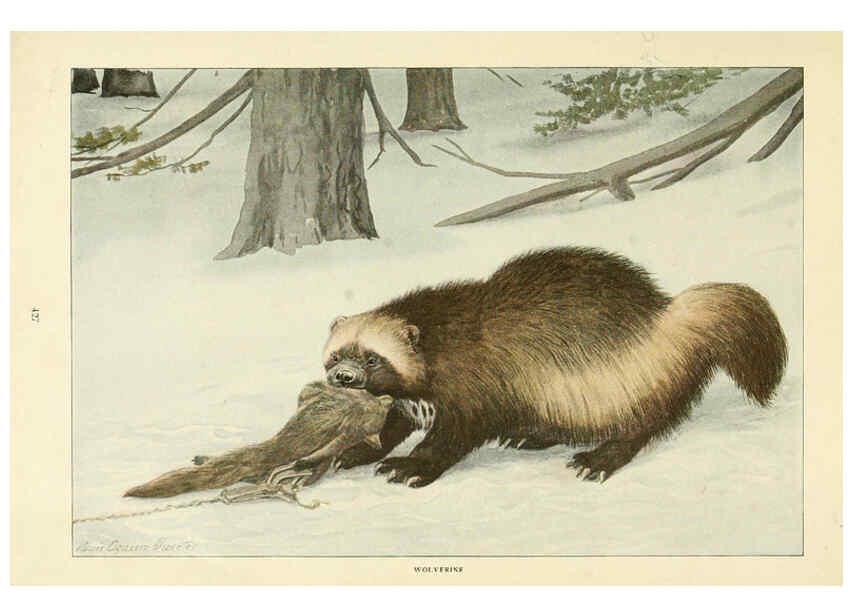 Reproducción/Reproduction 6216706547: Wild animals of North America Washington, D.C.,The National geographical society[c1918] 