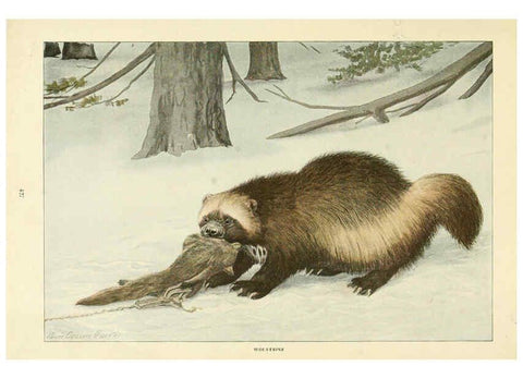 Reproducción/Reproduction 6216706547: Wild animals of North America Washington, D.C.,The National geographical society[c1918] 