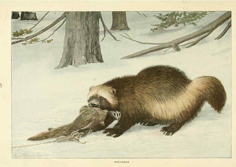 Reproducción/Reproduction 6216706547: Wild animals of North America Washington, D.C.,The National geographical society[c1918] 