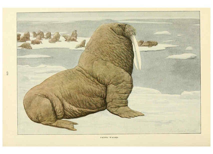 Reproducción/Reproduction 6216706657: Wild animals of North America Washington, D.C.,The National geographical society[c1918] 