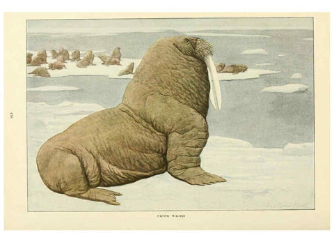 Reproducción/Reproduction 6216706657: Wild animals of North America Washington, D.C.,The National geographical society[c1918] 
