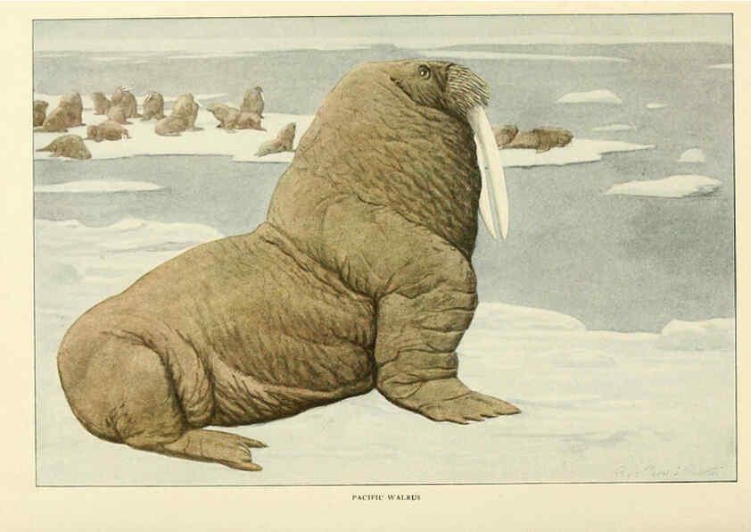 Reproducción/Reproduction 6216706657: Wild animals of North America Washington, D.C.,The National geographical society[c1918] 