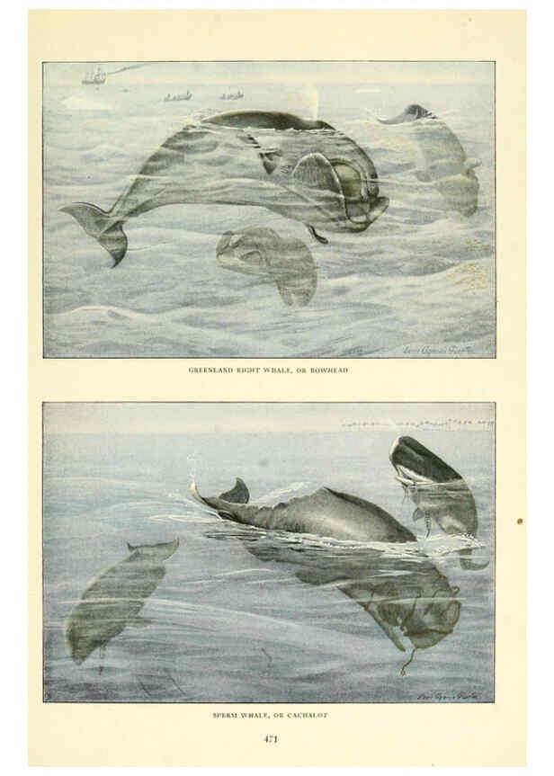 Reproducción/Reproduction 6217226634: Wild animals of North America Washington, D.C.,The National geographical society[c1918] 