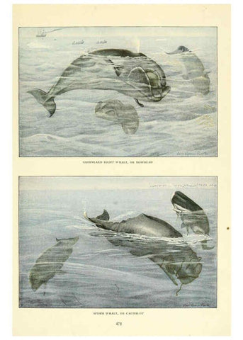 Reproducción/Reproduction 6217226634: Wild animals of North America Washington, D.C.,The National geographical society[c1918] 