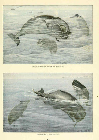 Reproducción/Reproduction 6217226634: Wild animals of North America Washington, D.C.,The National geographical society[c1918] 