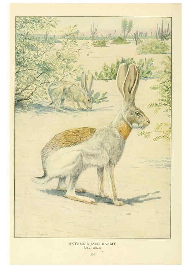 Reproducción/Reproduction 6217226760: Wild animals of North America Washington, D.C.,The National geographical society[c1918] 