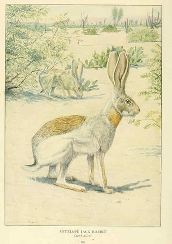Reproducción/Reproduction 6217226760: Wild animals of North America Washington, D.C.,The National geographical society[c1918] 