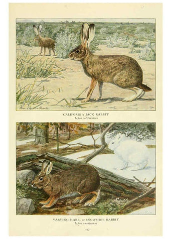 Reproducción/Reproduction 6216709859: Wild animals of North America Washington, D.C.,The National geographical society[c1918] 