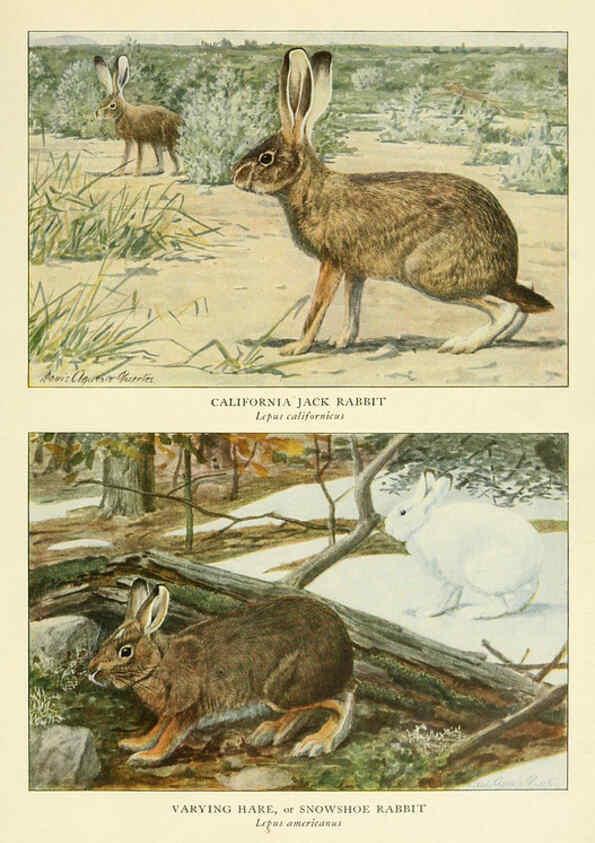Reproducción/Reproduction 6216709859: Wild animals of North America Washington, D.C.,The National geographical society[c1918] 
