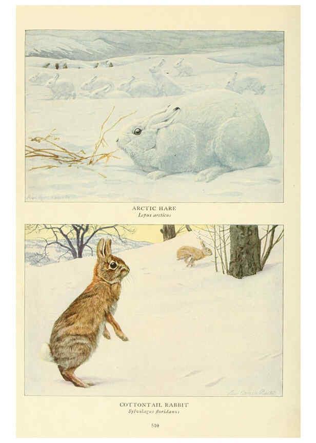 Reproducción/Reproduction 6217227032: Wild animals of North America Washington, D.C.,The National geographical society[c1918] 