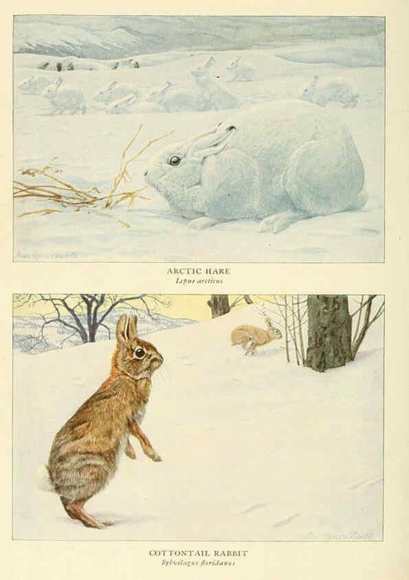 Reproducción/Reproduction 6217227032: Wild animals of North America Washington, D.C.,The National geographical society[c1918] 