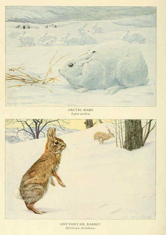 Reproducción/Reproduction 6217227032: Wild animals of North America Washington, D.C.,The National geographical society[c1918] 