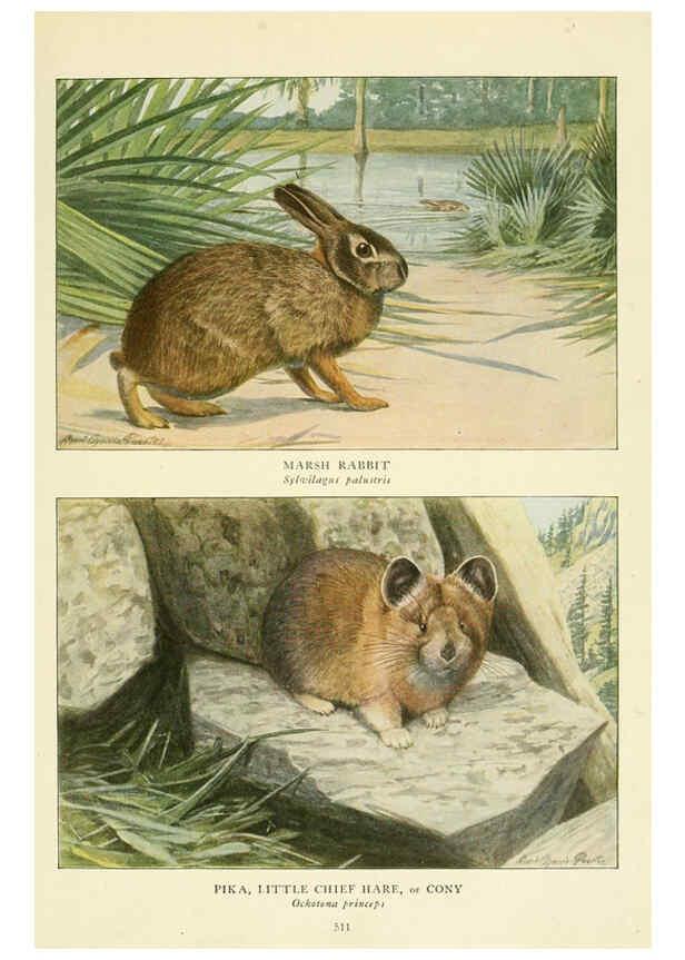Reproducción/Reproduction 6216710139: Wild animals of North America Washington, D.C.,The National geographical society[c1918] 