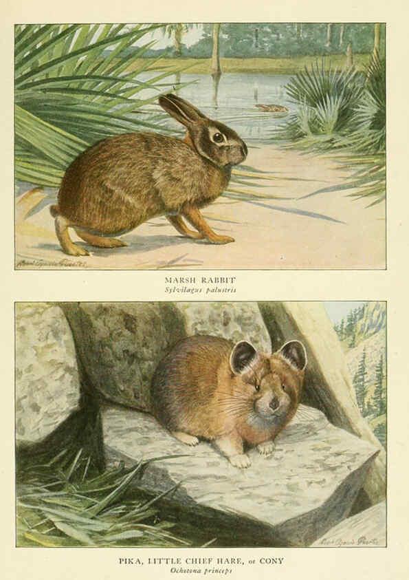 Reproducción/Reproduction 6216710139: Wild animals of North America Washington, D.C.,The National geographical society[c1918] 