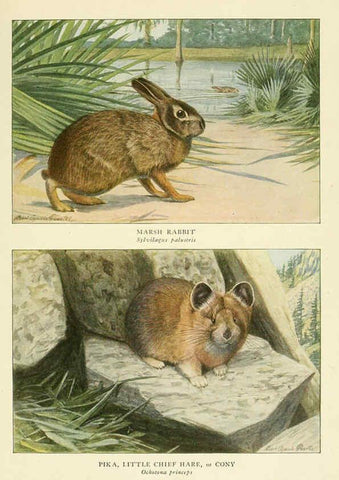 Reproducción/Reproduction 6216710139: Wild animals of North America Washington, D.C.,The National geographical society[c1918] 