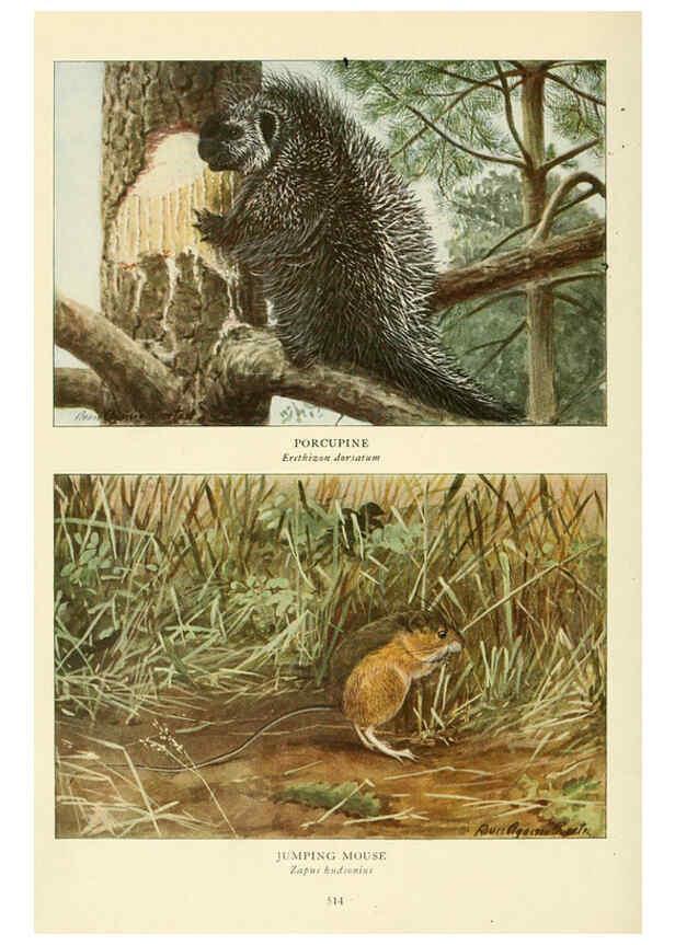 Reproducción/Reproduction 6217227296: Wild animals of North America Washington, D.C.,The National geographical society[c1918] 