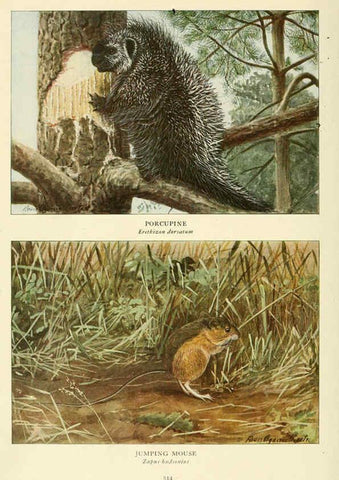 Reproducción/Reproduction 6217227296: Wild animals of North America Washington, D.C.,The National geographical society[c1918] 