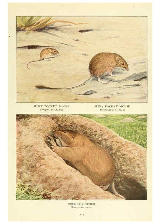 Reproducción/Reproduction 6217227436: Wild animals of North America Washington, D.C.,The National geographical society[c1918] 