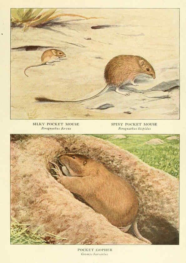 Reproducción/Reproduction 6217227436: Wild animals of North America Washington, D.C.,The National geographical society[c1918] 