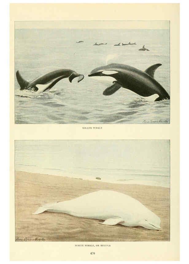 Reproducción/Reproduction 6216709489: Wild animals of North America Washington, D.C.,The National geographical society[c1918] 