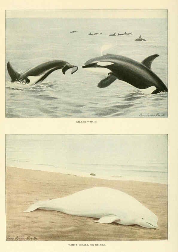 Reproducción/Reproduction 6216709489: Wild animals of North America Washington, D.C.,The National geographical society[c1918] 
