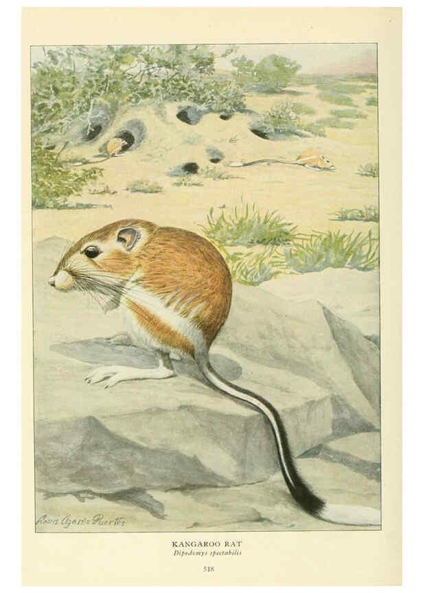 Reproducción/Reproduction 6216710527: Wild animals of North America Washington, D.C.,The National geographical society[c1918] 