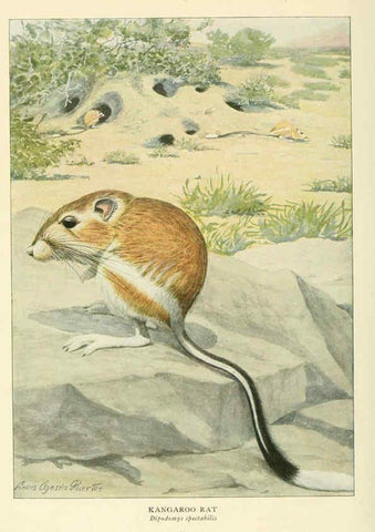 Reproducción/Reproduction 6216710527: Wild animals of North America Washington, D.C.,The National geographical society[c1918] 