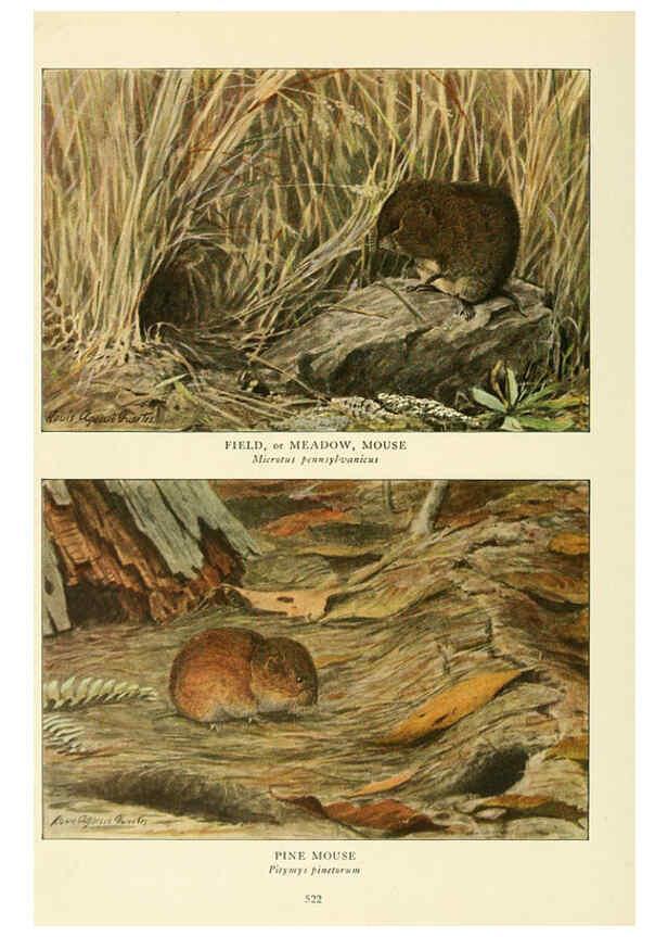 Reproducción/Reproduction 6216710821: Wild animals of North America Washington, D.C.,The National geographical society[c1918] 