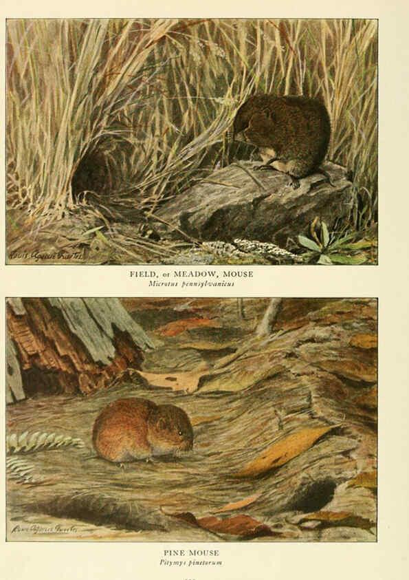 Reproducción/Reproduction 6216710821: Wild animals of North America Washington, D.C.,The National geographical society[c1918] 