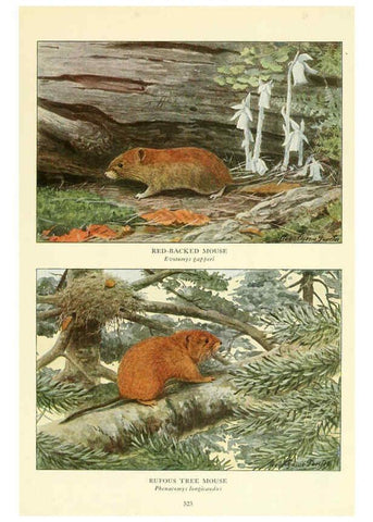 Reproducción/Reproduction 6216710955: Wild animals of North America Washington, D.C.,The National geographical society[c1918] 