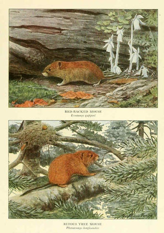 Reproducción/Reproduction 6216710955: Wild animals of North America Washington, D.C.,The National geographical society[c1918] 