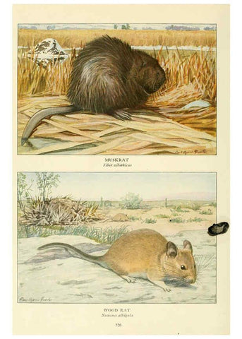 Reproducción/Reproduction 6216711081: Wild animals of North America Washington, D.C.,The National geographical society[c1918] 