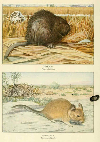 Reproducción/Reproduction 6216711081: Wild animals of North America Washington, D.C.,The National geographical society[c1918] 