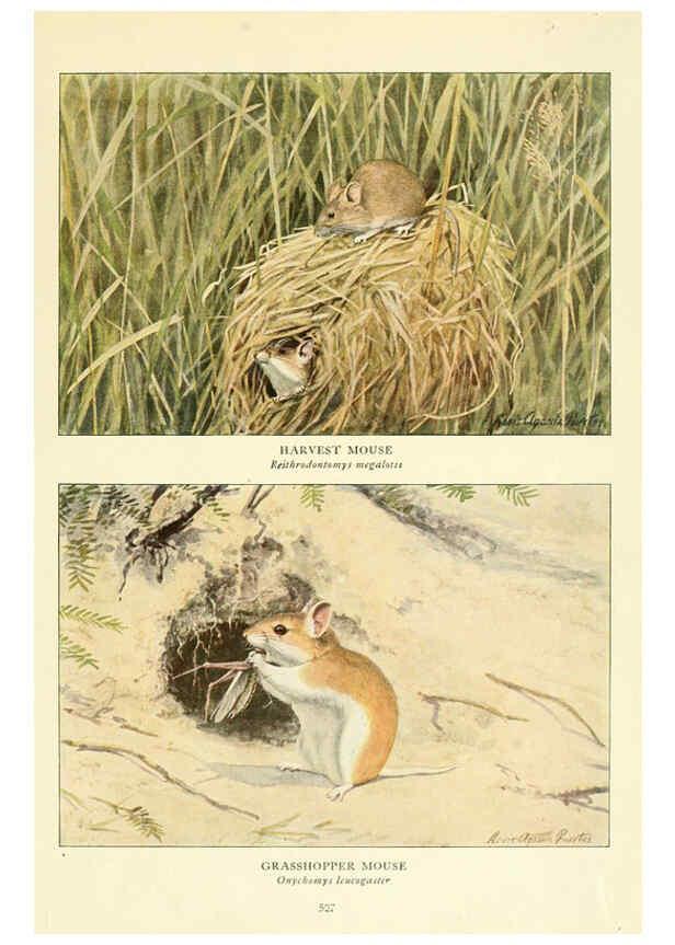 Reproducción/Reproduction 6216711237: Wild animals of North America Washington, D.C.,The National geographical society[c1918] 