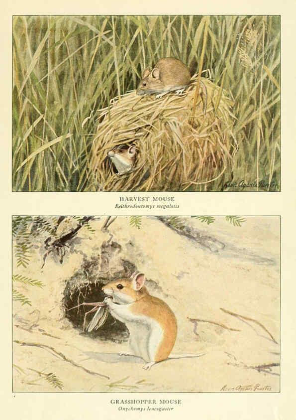 Reproducción/Reproduction 6216711237: Wild animals of North America Washington, D.C.,The National geographical society[c1918] 