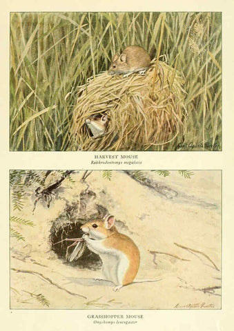 Reproducción/Reproduction 6216711237: Wild animals of North America Washington, D.C.,The National geographical society[c1918] 