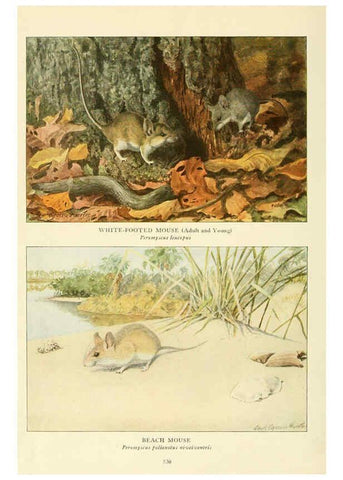 Reproducción/Reproduction 6217228374: Wild animals of North America Washington, D.C.,The National geographical society[c1918] 