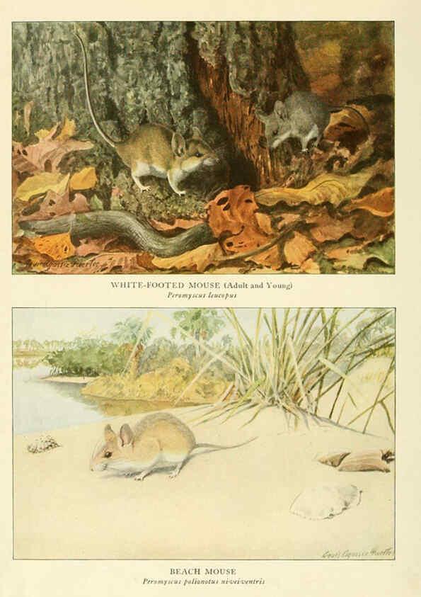 Reproducción/Reproduction 6217228374: Wild animals of North America Washington, D.C.,The National geographical society[c1918] 