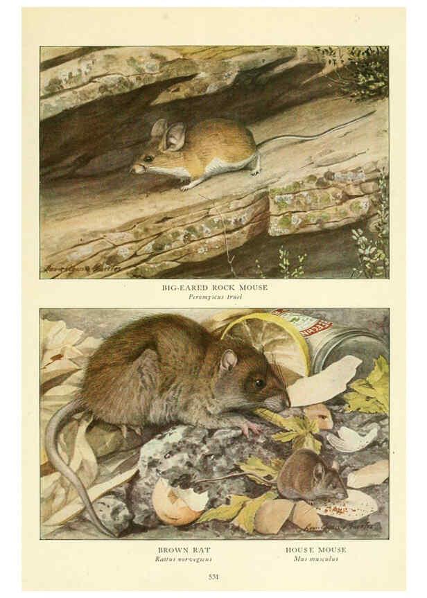 Reproducción/Reproduction 6217228476: Wild animals of North America Washington, D.C.,The National geographical society[c1918] 