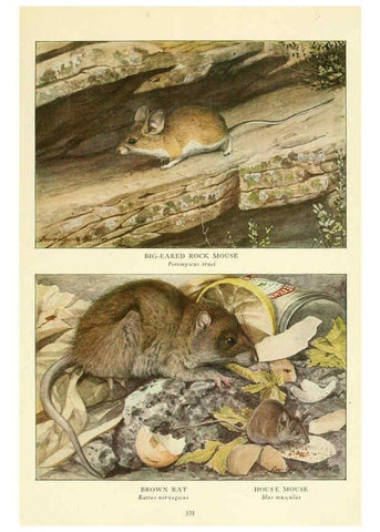 Reproducción/Reproduction 6217228476: Wild animals of North America Washington, D.C.,The National geographical society[c1918] 