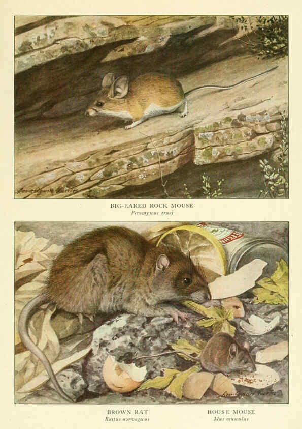 Reproducción/Reproduction 6217228476: Wild animals of North America Washington, D.C.,The National geographical society[c1918] 