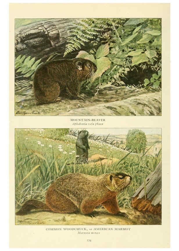 Reproducción/Reproduction 6217228604: Wild animals of North America Washington, D.C.,The National geographical society[c1918] 