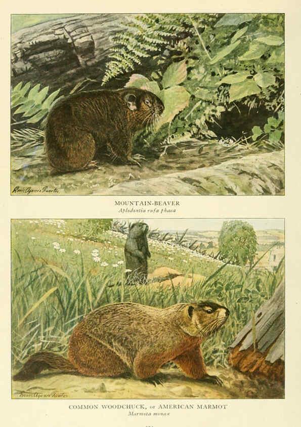 Reproducción/Reproduction 6217228604: Wild animals of North America Washington, D.C.,The National geographical society[c1918] 
