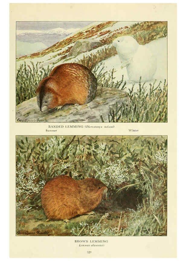 Reproducción/Reproduction 6216710689: Wild animals of North America Washington, D.C.,The National geographical society[c1918] 