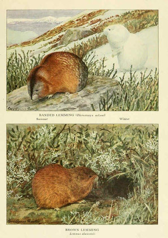 Reproducción/Reproduction 6216710689: Wild animals of North America Washington, D.C.,The National geographical society[c1918] 
