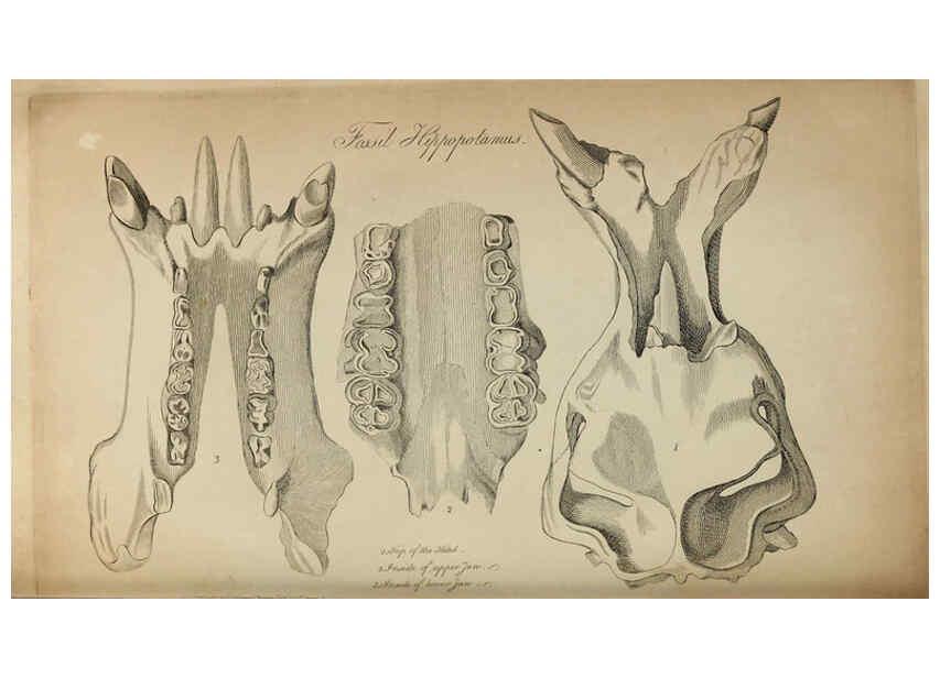 Reproducción/Reproduction 6217528596: The fossil remains of the animal kingdom London :Whittaker, Treacher,1830