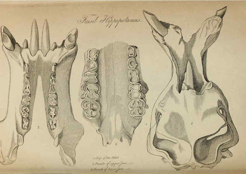 Reproducción/Reproduction 6217528596: The fossil remains of the animal kingdom London :Whittaker, Treacher,1830