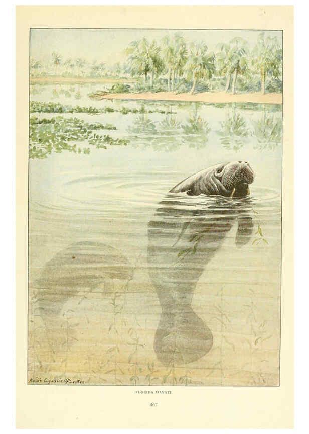 Reproducción/Reproduction 6216709319: Wild animals of North America Washington, D.C.,The National geographical society[c1918] 