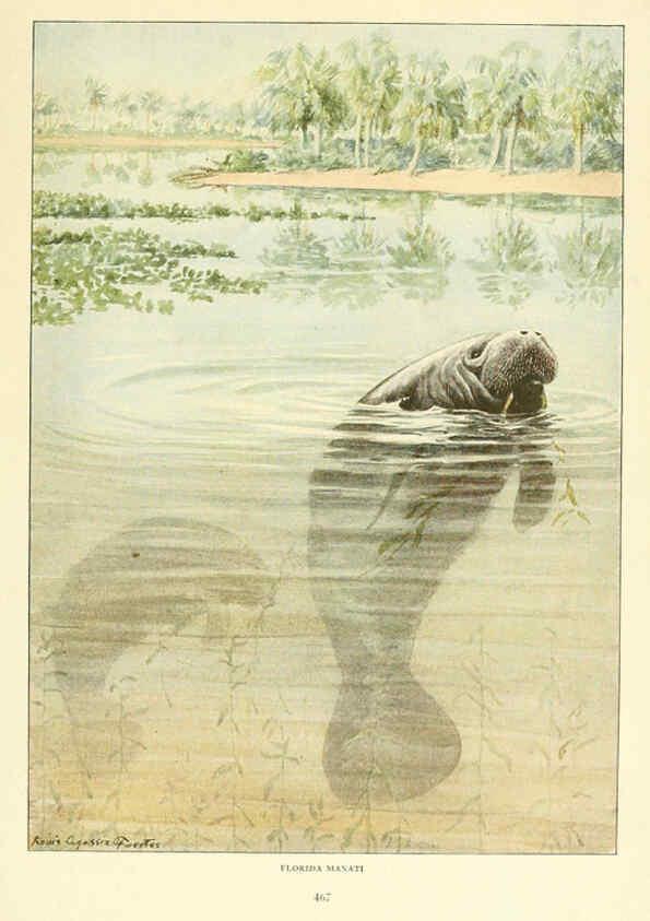 Reproducción/Reproduction 6216709319: Wild animals of North America Washington, D.C.,The National geographical society[c1918] 